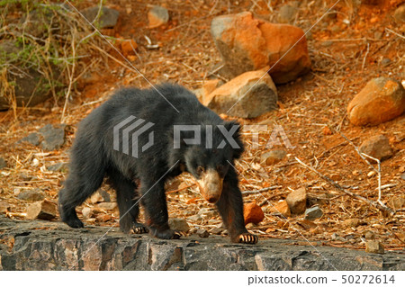 Wild sloth bear, Melursus ursinus in India 50272614