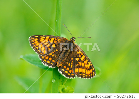 Wild beautiful butterfly, Heath Fritillary 50272615