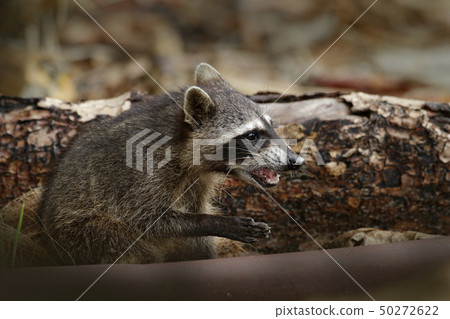 The Raccoon, Procyon lotor, walking on white sand 50272622