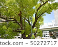 公園樹 50272717