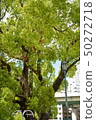 公園樹木2 50272718