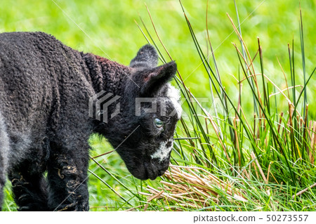 Little black Lamb standing a field in Ireland Little black Lamb standing a field in Ireland 50273557