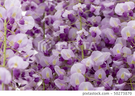 Fujinohana Ushijima, Kasukabe City, Saitama Prefecture 50273870