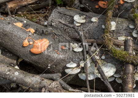 Tree mushrooms appeared on the wood of the Tree mushrooms appeared on the wood of the 50273981