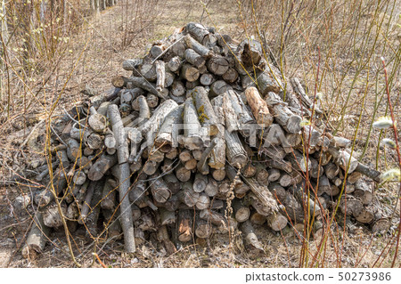 Firewood, stacked in a woodpile after the winter 50273986