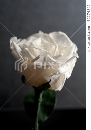 Close up of white rose Close up of white rose 50274842