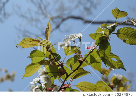 Ishioyama 3 Ishioyama 3 50274873