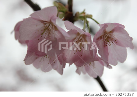 Sakura *** Sakura Sakura SAKURA *** Sakura *** Sakura Sakura SAKURA *** 50275357