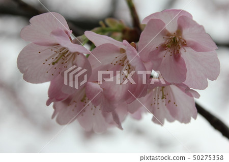 Sakura *** Sakura Sakura SAKURA *** Sakura *** Sakura Sakura SAKURA *** 50275358