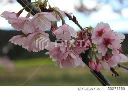 Sakura *** Sakura Sakura SAKURA *** Sakura *** Sakura Sakura SAKURA *** 50275360
