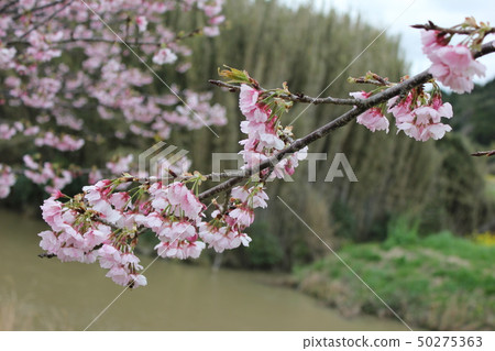 Sakura *** Sakura Sakura SAKURA *** 50275363