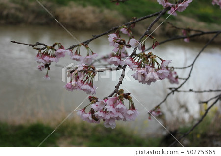 Sakura *** Sakura Sakura SAKURA *** 50275365