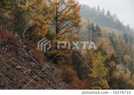Beautiful autumn forest in stone of mount 50276710