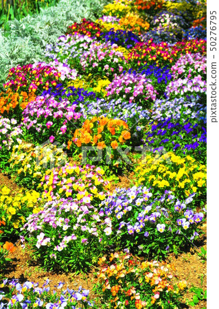 花床風景 花床風景 50276795