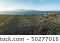 Vineyards in the Azores 50277016