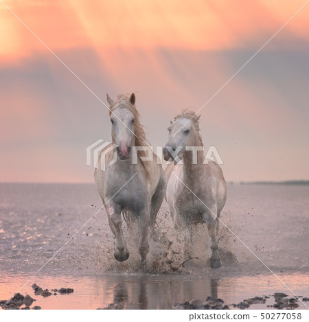 White horses run gallop in water at sunset, Camargue, Bouches-du-rhone, France 50277058