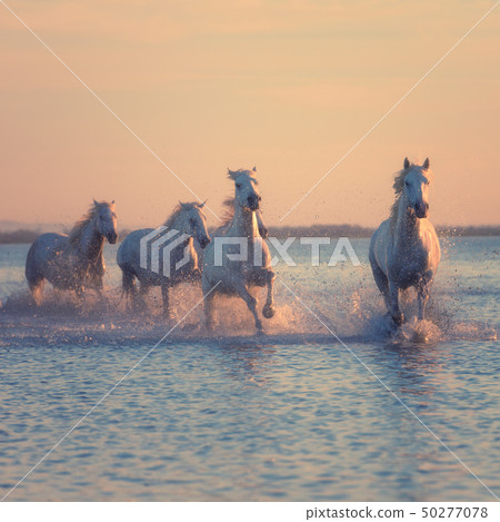 White horses run gallop in water at sunset, Camargue, Bouches-du-rhone, France White horses run gallop in water at sunset, Camargue, Bouches-du-rhone, France 50277078