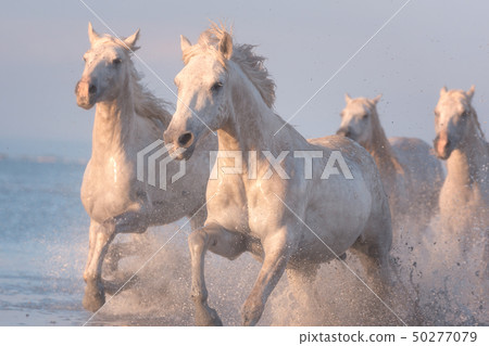 White horses run gallop in water at sunset, Camargue, Bouches-du-rhone, France White horses run gallop in water at sunset, Camargue, Bouches-du-rhone, France 50277079