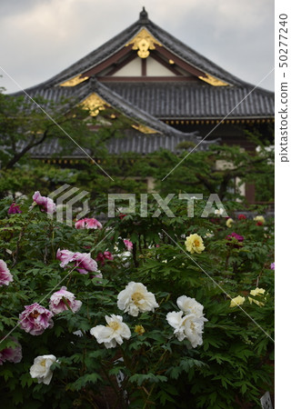 Nishiarai Daishi Botanen Nishiarai Daishi Botanen 50277240