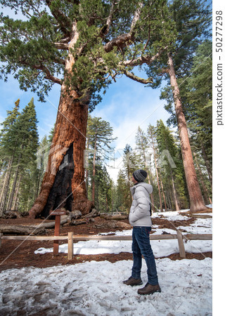 Asian man tourist looking at Grizzly Giant 50277298