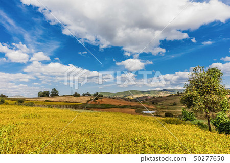 fields landscaped Shan state Myanmar fields landscaped Shan state Myanmar 50277650