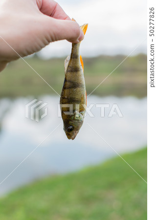 A perch on a fishing rod hook 50277826