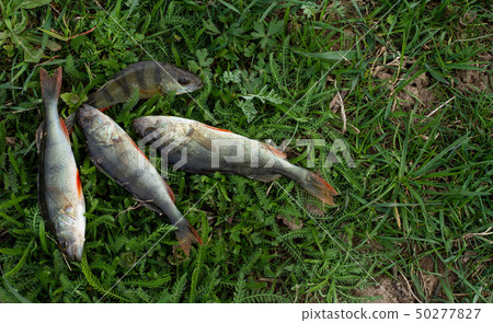 Several perches on grass 50277827