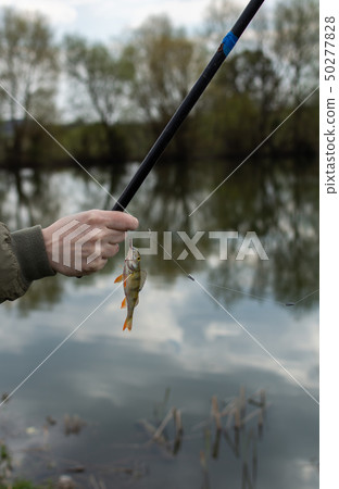 A perch on a fishing rod hook A perch on a fishing rod hook 50277828