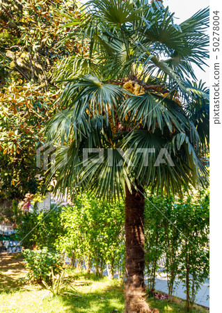 Trachycarpus fortunei Trachycarpus fortunei 50278004