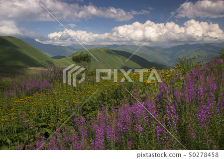Flowering Highlands 50278458