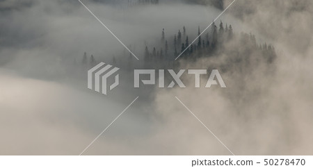 Among swirling fog stands forest Among swirling fog stands forest 50278470