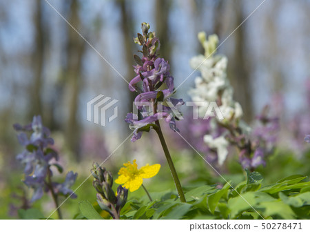Birthwort flowers against nature blur background 50278471