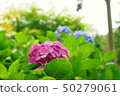 Hydrangea of Mitsui's temple, famous for its flower temple 50279061