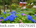 Hydrangea of Sanmuro-to Temple, famous for its flower temple 50279165