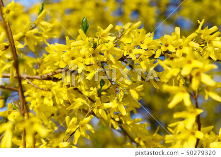 Forsythia ornamental shrub with yellow flowers 50279320