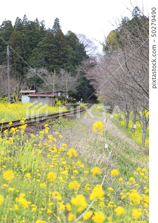Spring Kojima Railway Iiseki Station 50279490