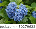 Hydrangea of Heart of Mimuroto Temple 50279622