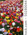 Keukenhof park in the Netherlands 50280044