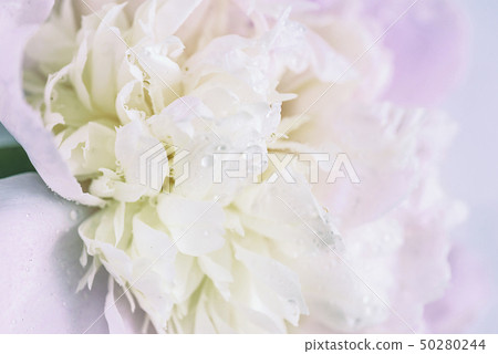 Beautiful pink peony flower with waterdrops  50280244