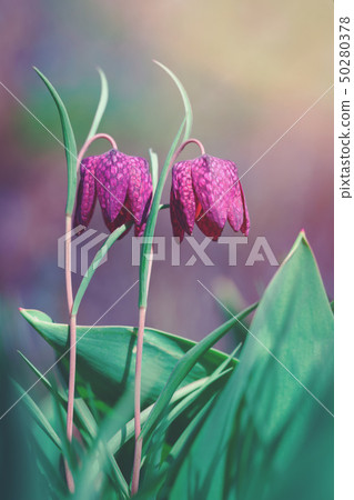 Two purple flowers in gorgeous colors light Two purple flowers in gorgeous colors light 50280378