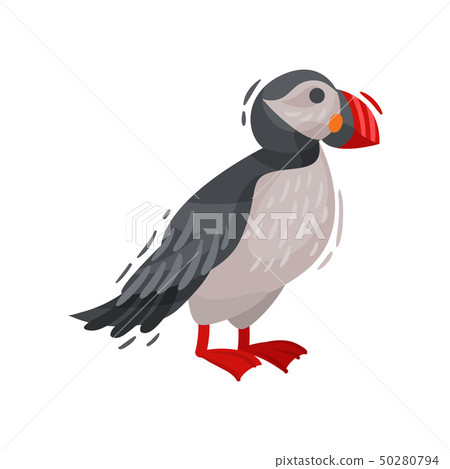 Puffin bird image. Cartoon Icelandic puffin. Vector illustration. 50280794