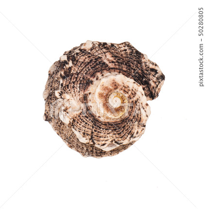Seashell isolated on white background Seashell isolated on white background 50280805