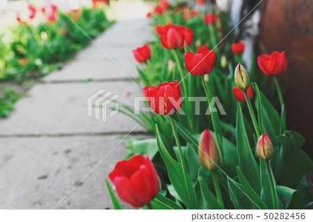 Red tulips along the path in the garden Red tulips along the path in the garden 50282456