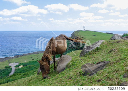 Yonaguniuma Yonaguniuma 50282609