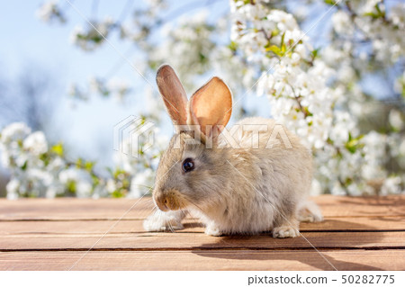 A little hare sits on a wooden table against A little hare sits on a wooden table against 50282775