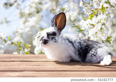 A little hare sits on a wooden table against A little hare sits on a wooden table against 50282777