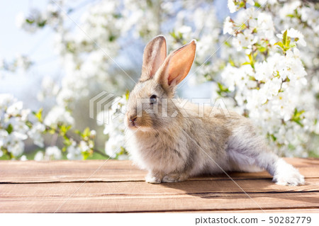 A little hare sits on a wooden table against  50282779