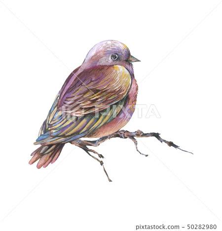Brown watercolors bird on a branch isolated on Brown watercolors bird on a branch isolated on 50282980