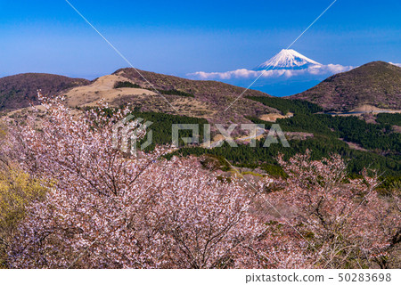 [Shizuoka Prefecture] Mt. Fuji seen from Izu Nishina that blooms 50283698