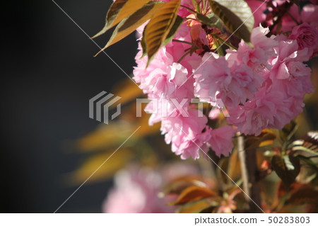 Double cherry blossoms 50283803